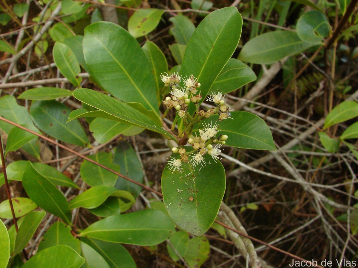 Syzygium caryophyllatum (L.) Alston